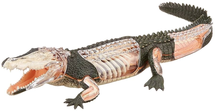 Amazon.co.jp: Famemaster 4D Vision クロコダイル解剖モデル